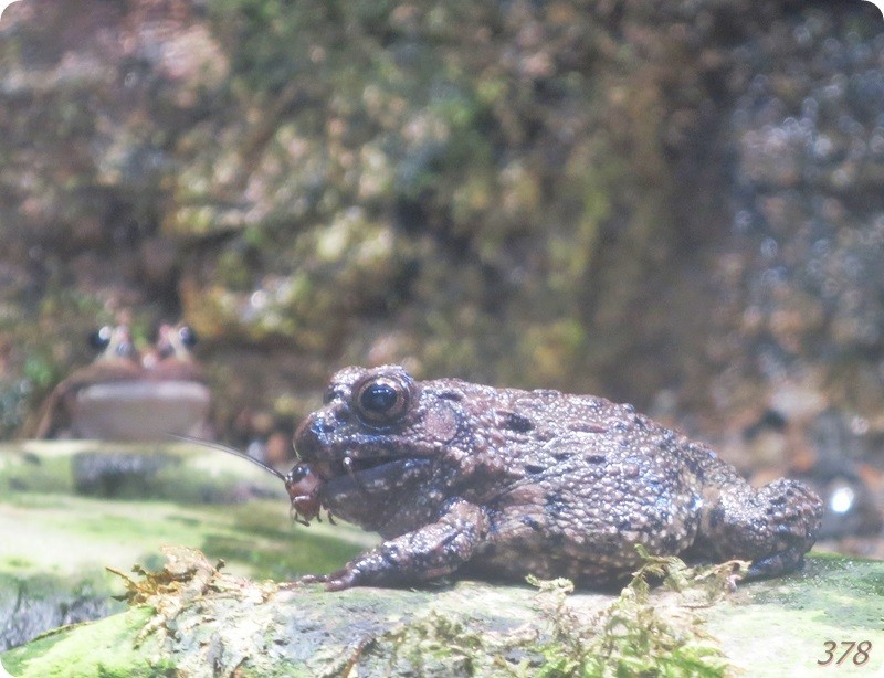 f:id:selmel:20180722224336j:image:w360