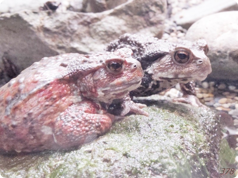 f:id:selmel:20180722225939j:image:w360