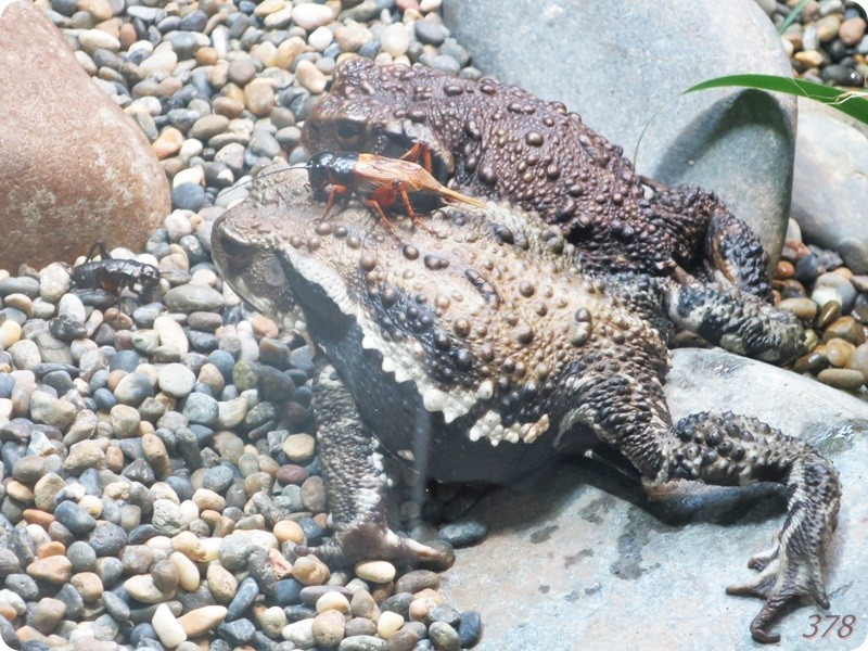 f:id:selmel:20180722225943j:image:w360