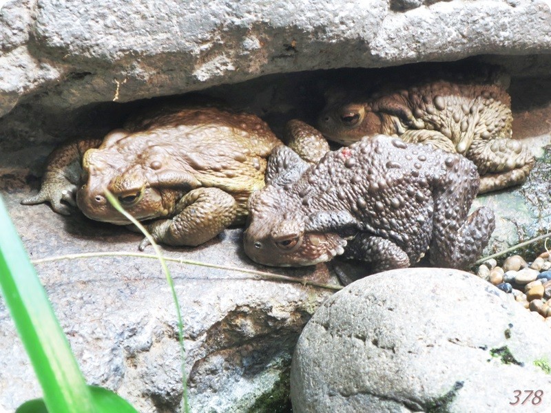 f:id:selmel:20180722225953j:image:w360