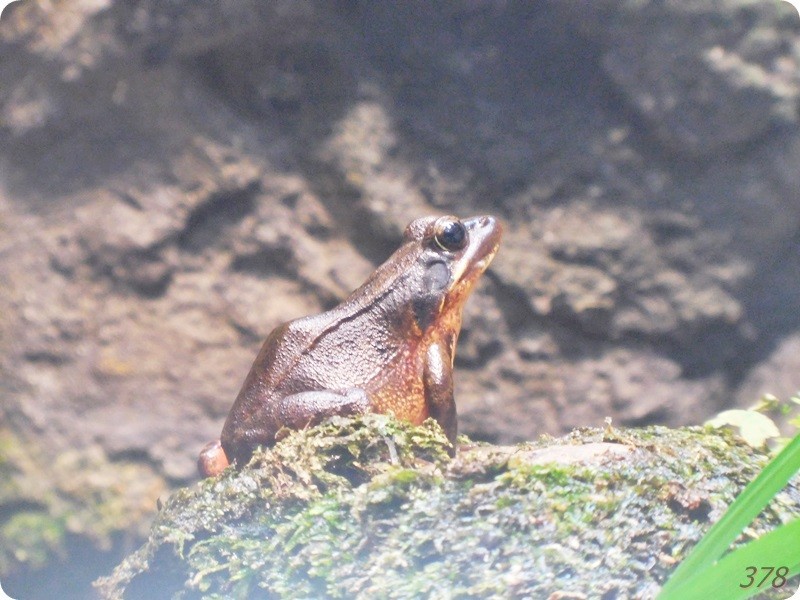 f:id:selmel:20180722230445j:image:w360