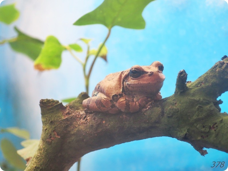 f:id:selmel:20180722230449j:image:w360