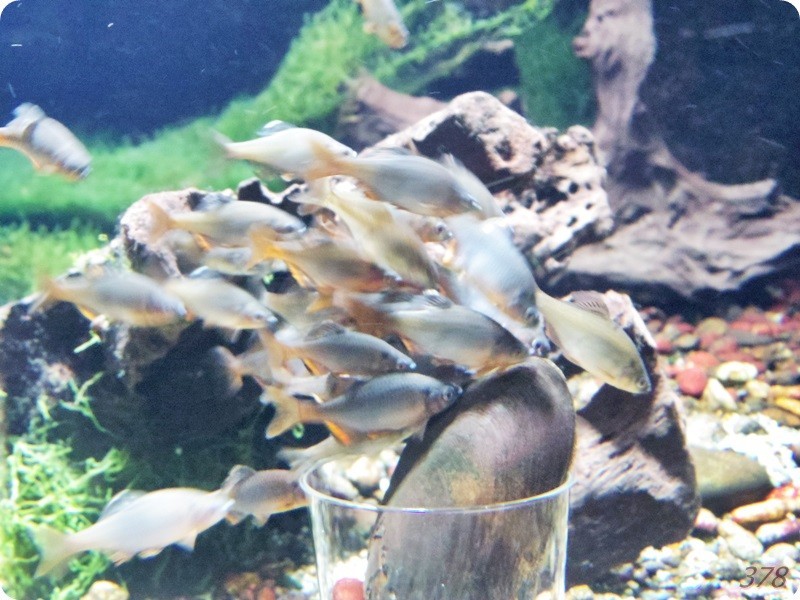 f:id:selmel:20180722230909j:image:w360