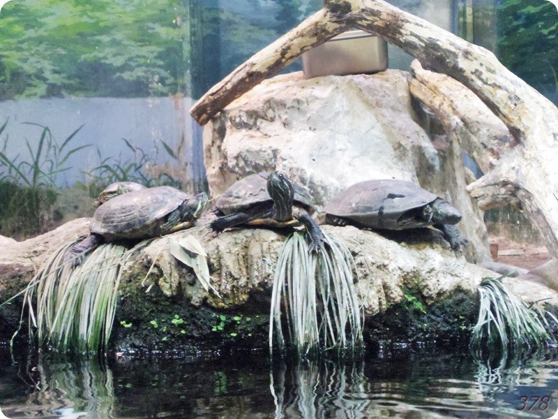 f:id:selmel:20180722230912j:image:w360