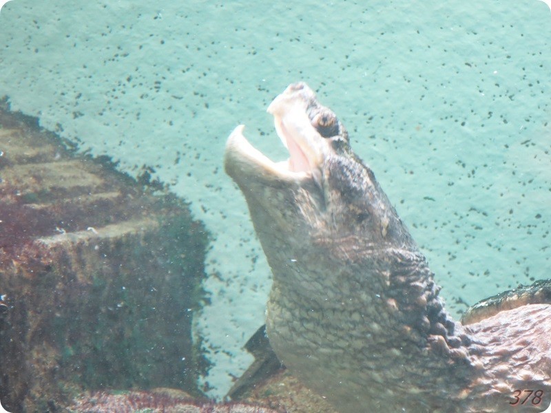 f:id:selmel:20180722230915j:image:w360