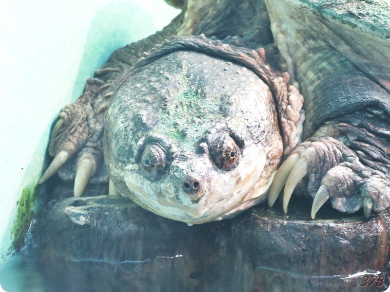 f:id:selmel:20180722230918j:image:w360