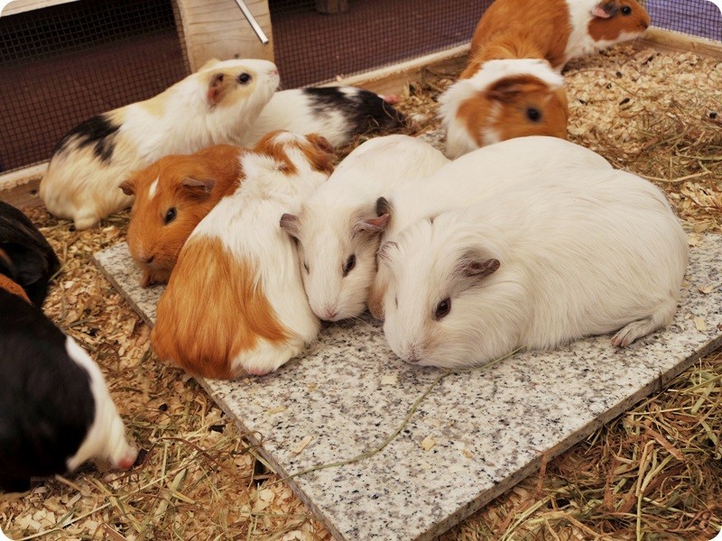 f:id:selmel:20180722231408j:image:w360