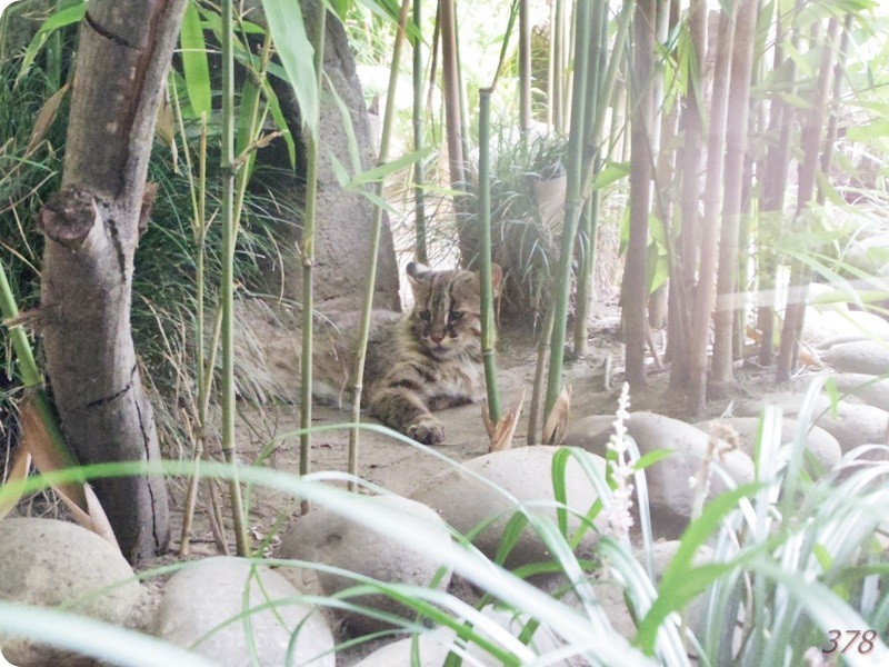 f:id:selmel:20180722232313j:image:w360