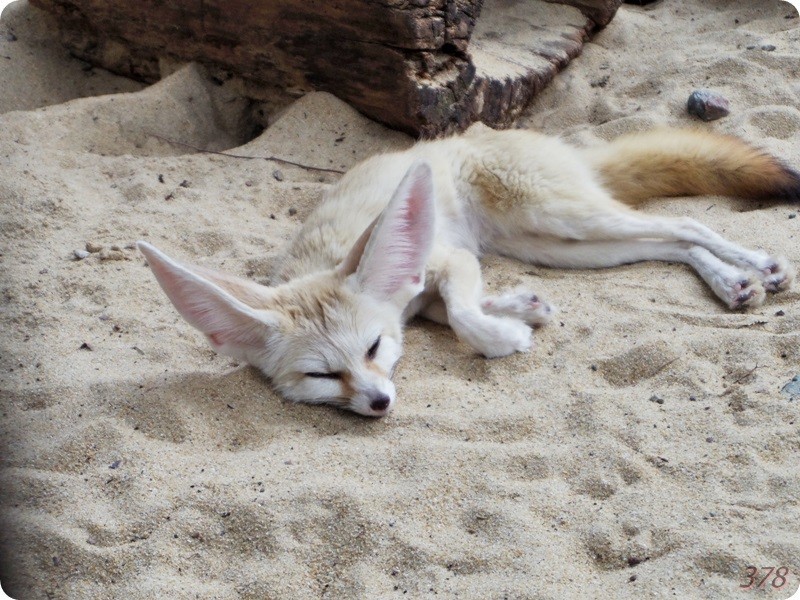 f:id:selmel:20180722232322j:image:w360