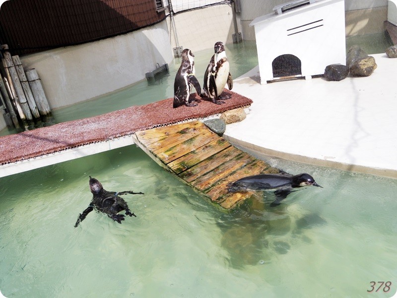 f:id:selmel:20180722232325j:image:w360