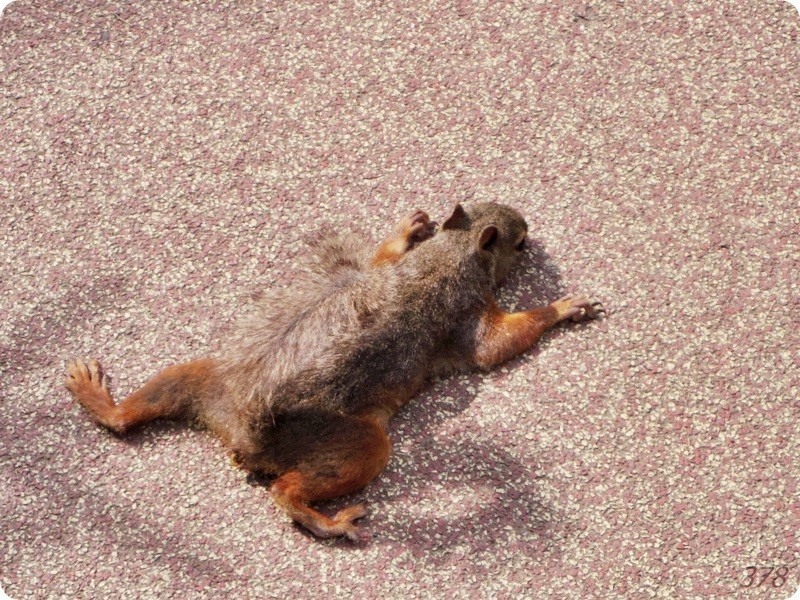 f:id:selmel:20180722232607j:image:w360