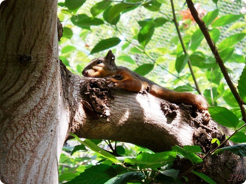 f:id:selmel:20180722232610j:image:w360