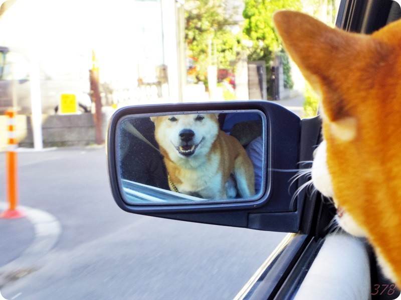 f:id:selmel:20181021202912j:image:w480