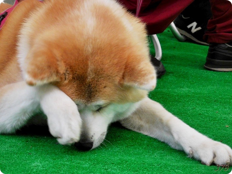 f:id:selmel:20190113231702j:image:w480