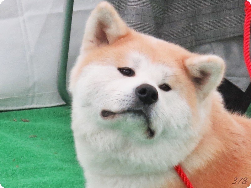 f:id:selmel:20190113231707j:image:w480