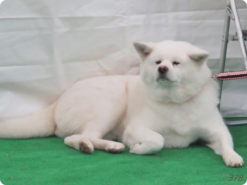 f:id:selmel:20190113231710j:image:w480