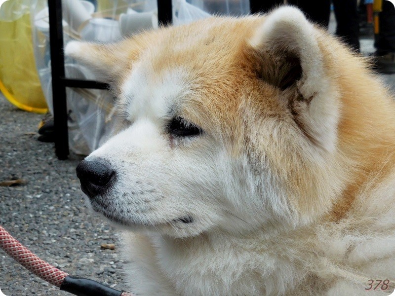 f:id:selmel:20190113232018j:image:w480