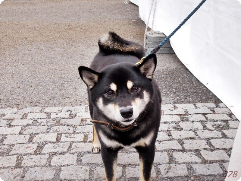 f:id:selmel:20190113232028j:image:w480