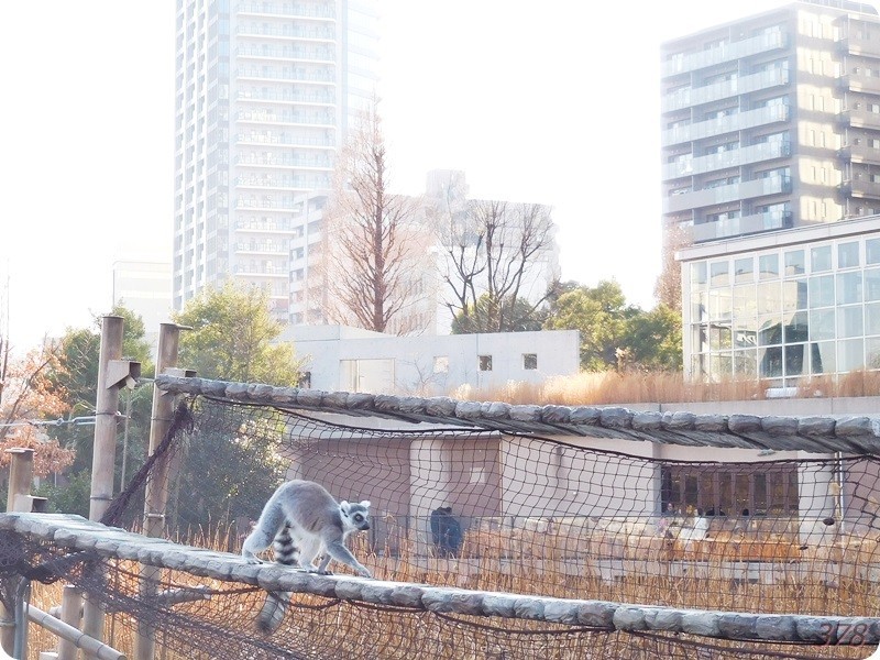 f:id:selmel:20190120220954j:image:w480