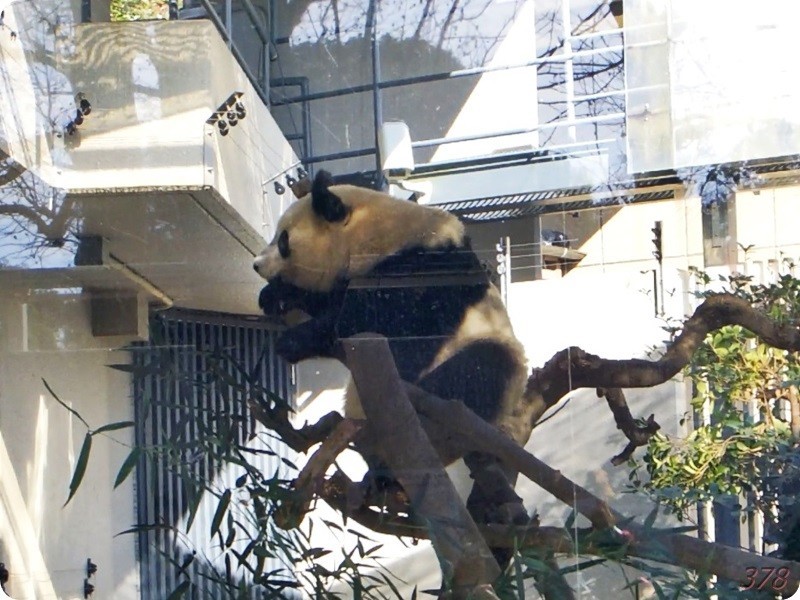 f:id:selmel:20190121232142j:image:w480