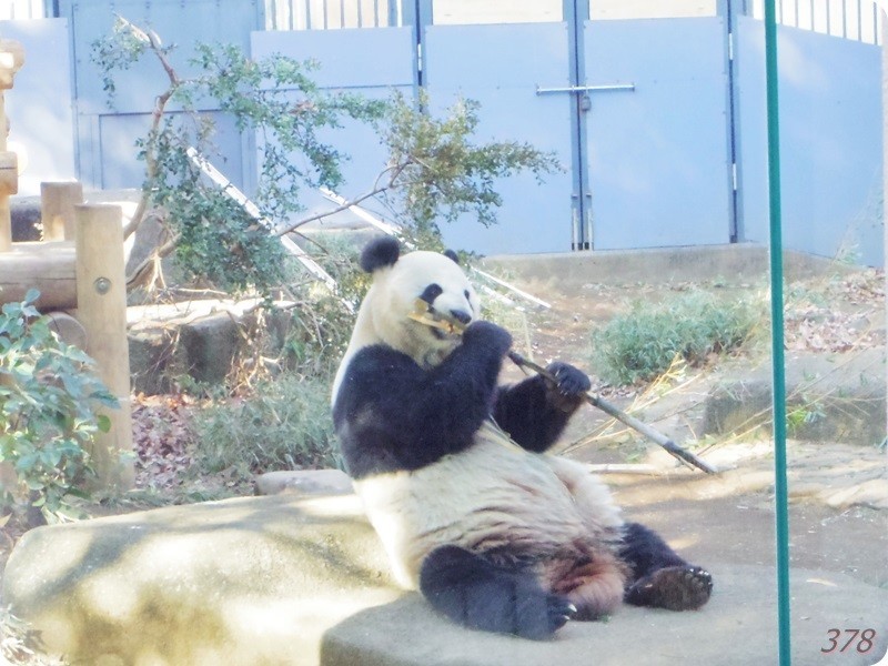 f:id:selmel:20190121232215j:image:w480