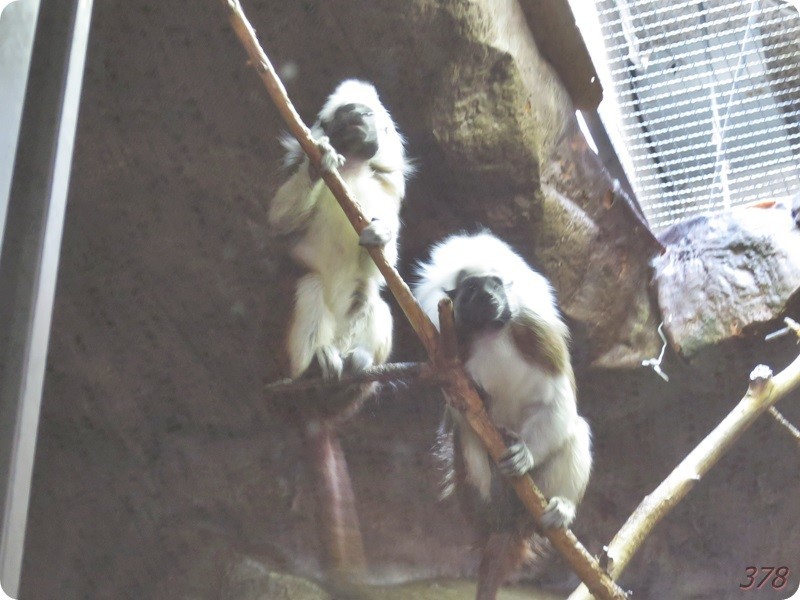f:id:selmel:20190121233624j:image:w480