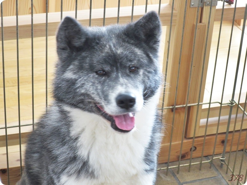 f:id:selmel:20190319224829j:plain f:id:selmel:20190319224829j:plain