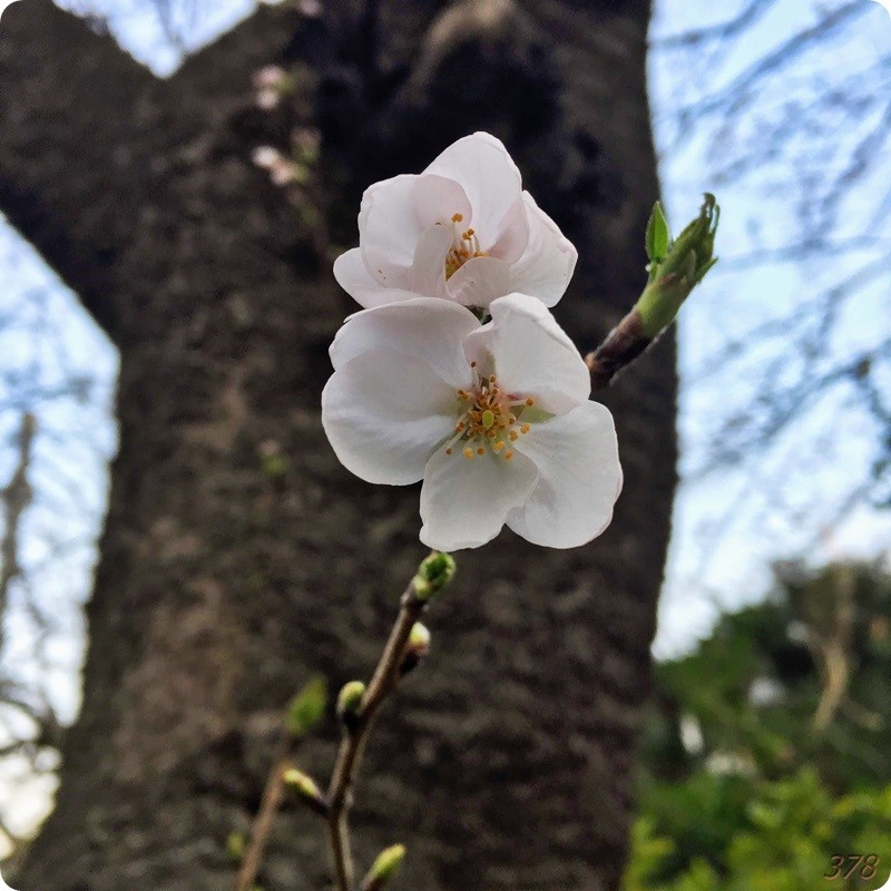 f:id:selmel:20190326210929j:image:w480