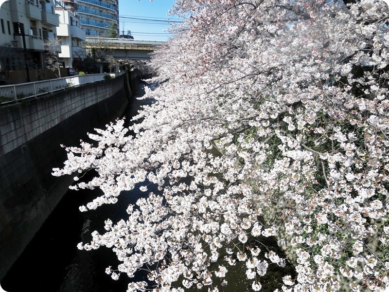 東中野の神田川沿いの桜