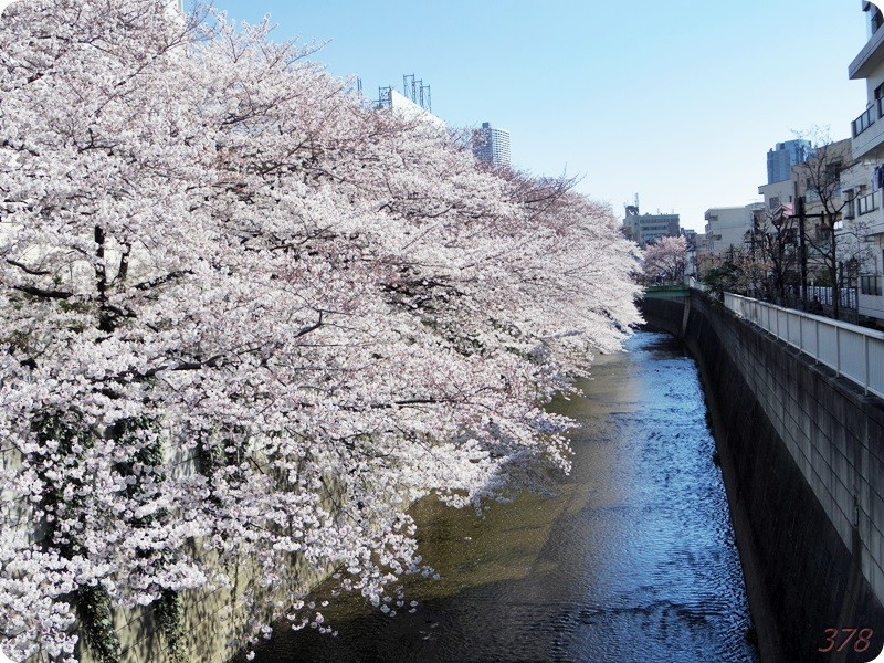 東中野の神田川沿いの桜