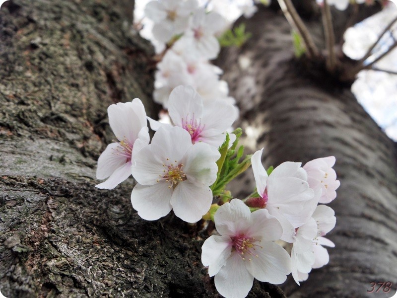 東中野の神田川沿いの桜