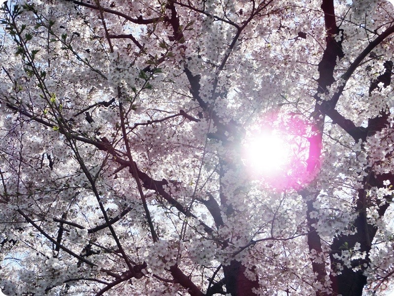 東中野の神田川沿いの桜