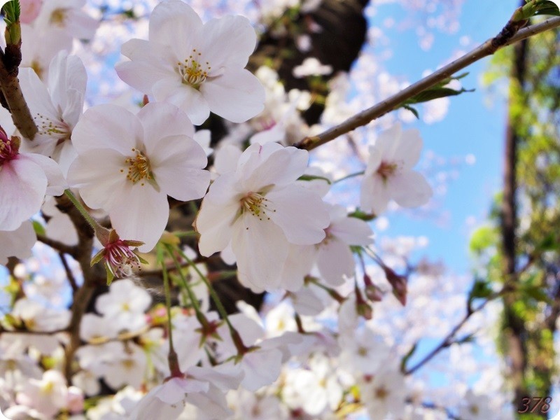 東中野の神田川沿いの桜