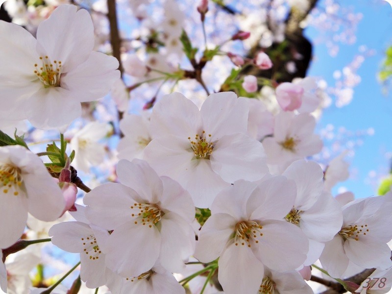 東中野の神田川沿いの桜