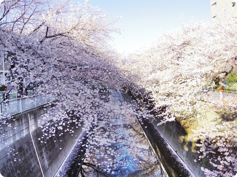 東中野の神田川沿いの桜