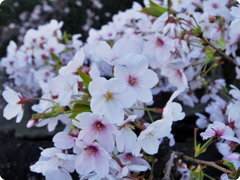 東中野の神田川沿いの桜