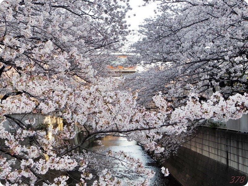 東中野の神田川沿いの桜