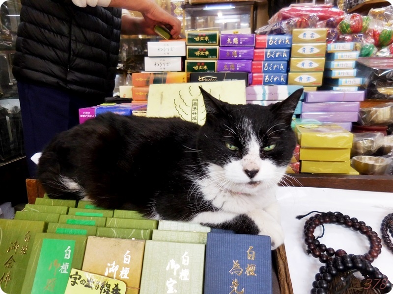 f:id:selmel:20190503234201j:plain:w600 園田神佛具店のねこ