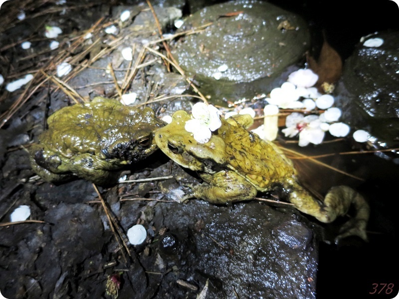 f:id:selmel:20200223105621j:plain:w600 f:id:selmel:20200223105621j:plain:w600