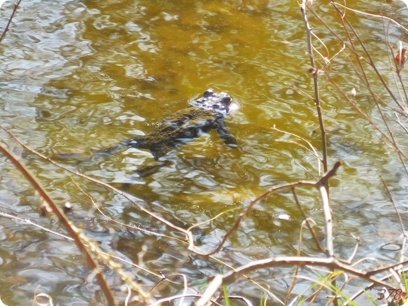 f:id:selmel:20200223201419j:plain:w600