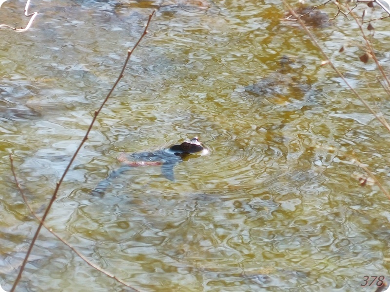 f:id:selmel:20200223201514j:plain:w600