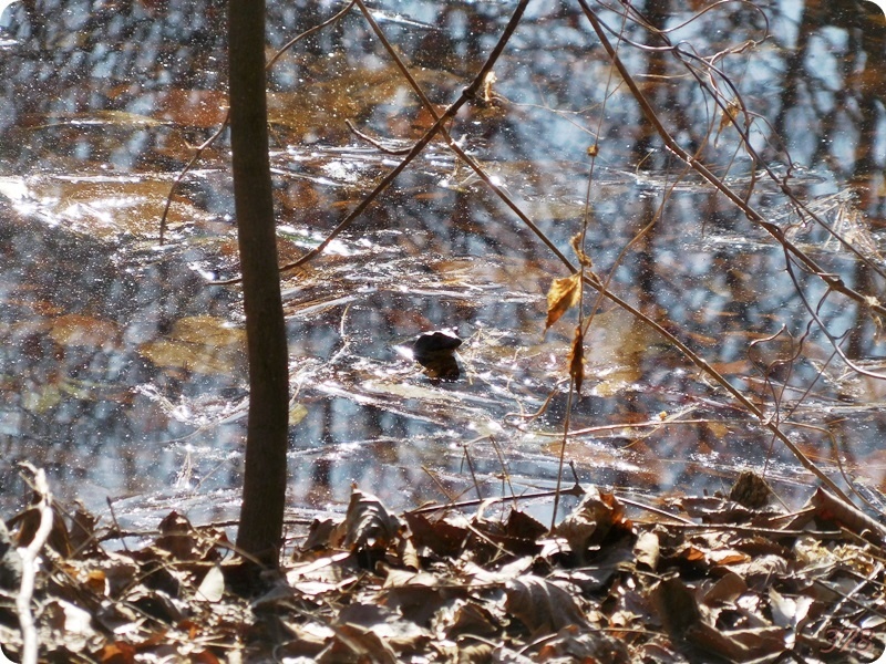 f:id:selmel:20200223201534j:plain:w600