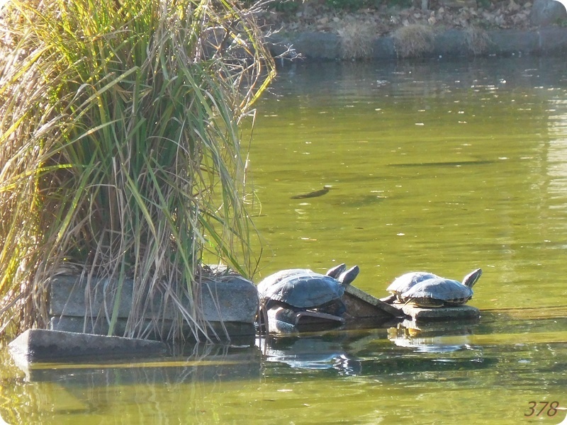 f:id:selmel:20200223203103j:plain:w600