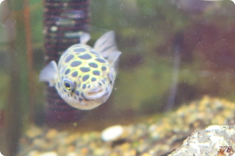 f:id:selmel:20200816134542j:plain:w600