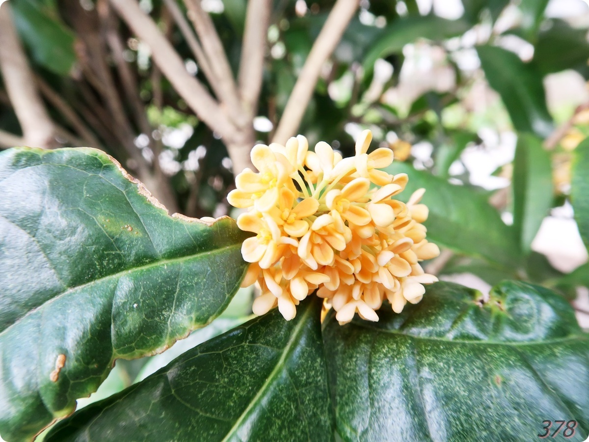 金木犀の香りに再び包まれる 新 さんっ ななっ はっち 本店 金木犀の香りに再び包まれる 新 さんっ ななっ はっち 本店