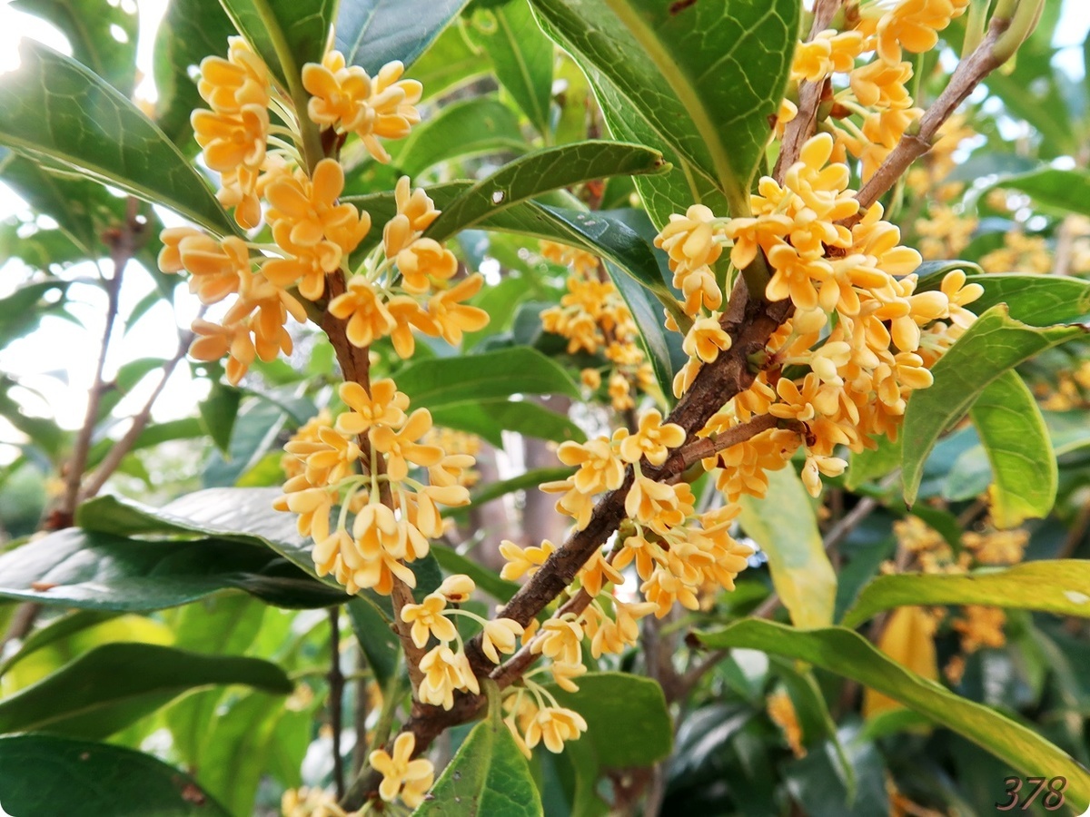 金木犀の香りに再び包まれる 新 さんっ ななっ はっち 本店 金木犀の香りに再び包まれる 新 さんっ ななっ はっち 本店