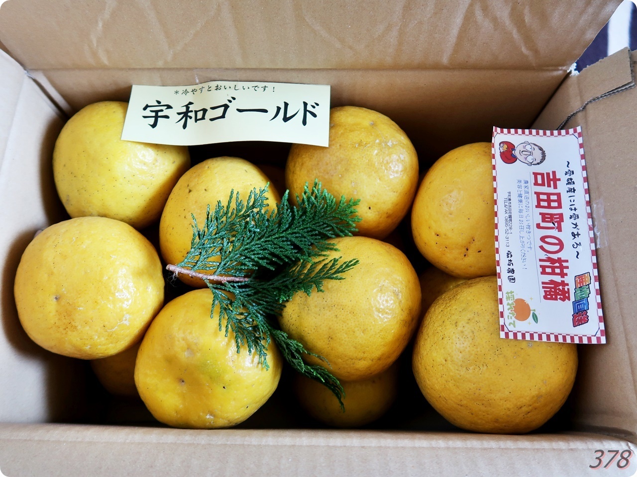 四国から採れたての宇和ゴールドと熟れたリンゴが届く - （新