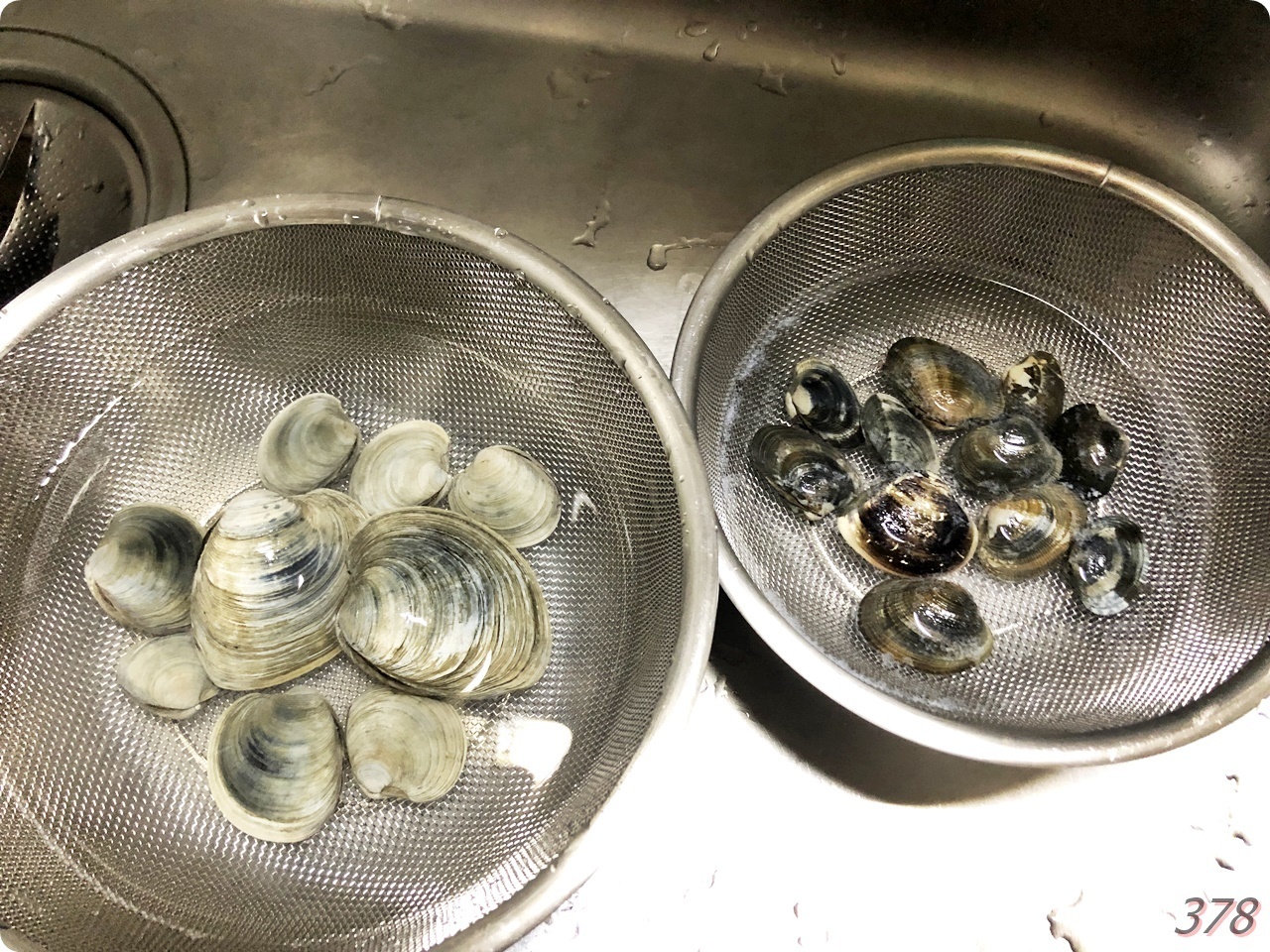 初めての潮干狩り貝をアテに酒を飲む 新 さんっ ななっ はっち 本店