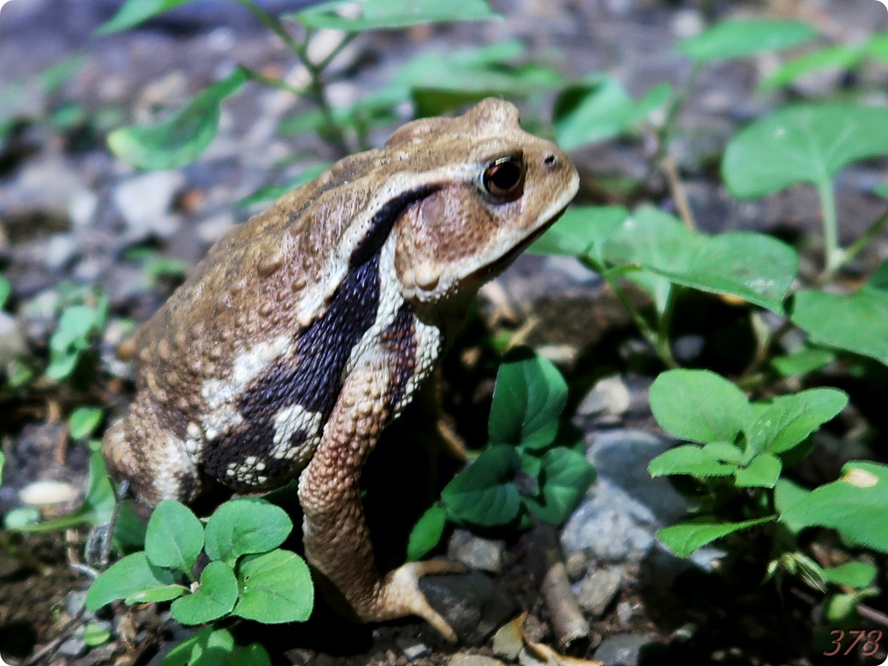 カエルパトロール2023（夏）～夏ガエルは超元気～ - （新）さんっ、な