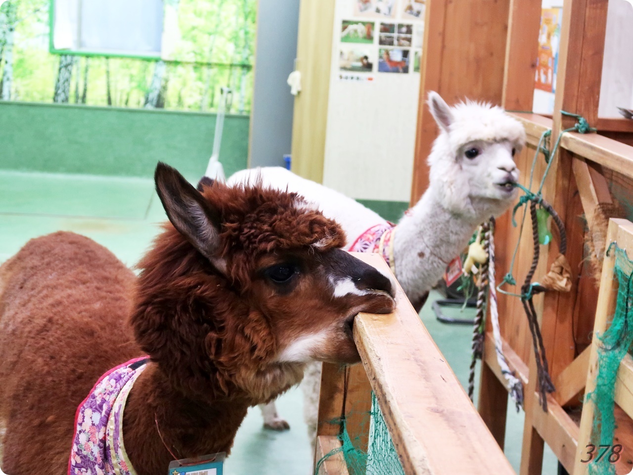 アルパカふれあいランド@牛込神楽坂で本当の鼻の柔らかさを堪能する